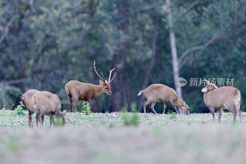 动物:一群棕色鹿角鹿，也被称为坡鹿，或thamin (Rucervus eldii或Panolia eldii)。